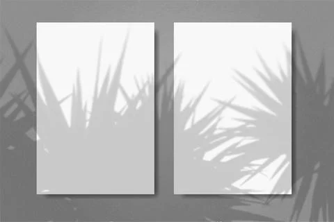Natural light casts shadow from the palm tree on 2 vertical rectangles sheets of Stock Illustration