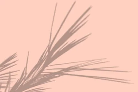 Natural light casts the shadow of the pampas grass on the pink wall. Mockup Illustrazione stock