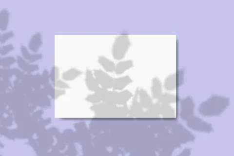 Natural light casts a shadow from the rowan leaves on a rectangular sheet of Stock Illustration