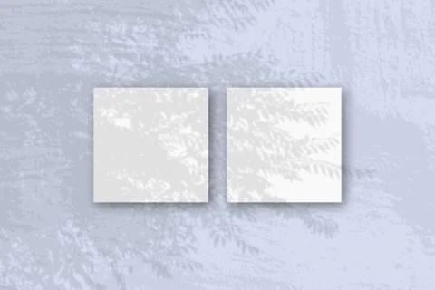 Natural light casts shadows from an exotic plant on 2 square sheets of white  Stock Illustration