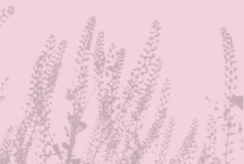 Natural light casts shadows from the field grass on a pink sheet of paper Illustrazione stock