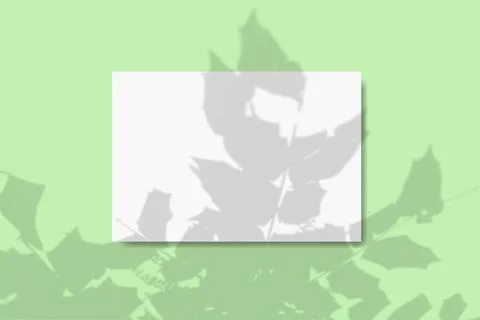 Natural light casts shadows from the foliage of a tropical tree on a rectangular Stock Illustration