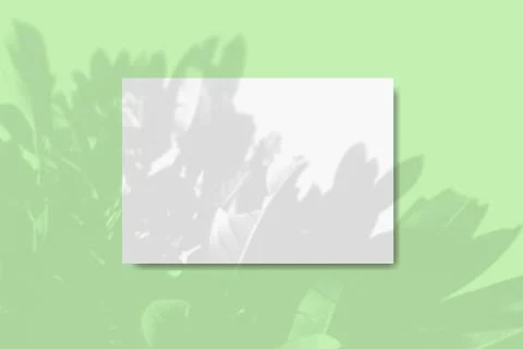 Natural light casts shadows from the foliage of a tropical tree on a rectangular Illustrazione stock