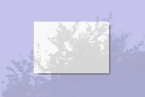 Natural light casts shadows from the foliage of a tropical tree on a rectangular Stock Illustration