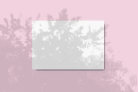 Natural light casts shadows from the foliage of a tropical tree on a rectangular 스톡 일러스트