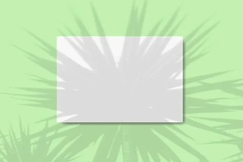 Natural light casts shadows from the foliage of a palm tree on a rectangular Stock Illustration