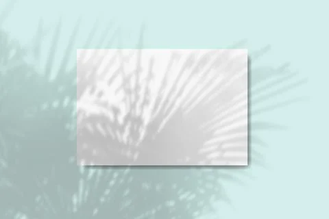 Natural light casts shadows from the foliage of a tropical tree on a rectangular Stock Illustration