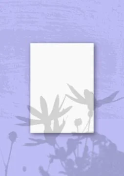 Natural light casts shadows from Jerusalem artichoke flowers on A verticall A Stock Illustration
