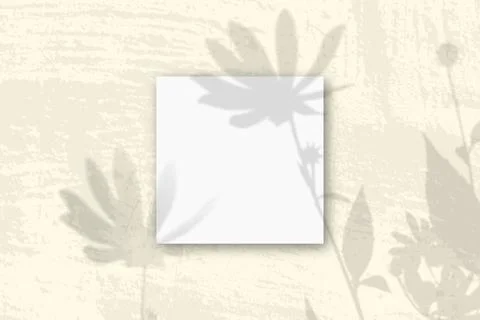 Natural light casts shadows from a Jerusalem artichoke flowers on 3 square sh Stock Illustration
