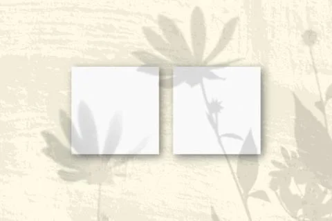 Natural light casts shadows from a Jerusalem artichoke flowers on 2 square sh Stock Illustration