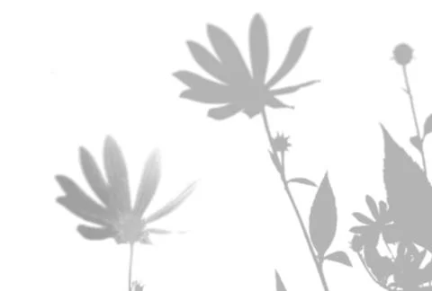 Natural light casts shadows from Jerusalem artichoke flowers a white isolated Illustrazione stock