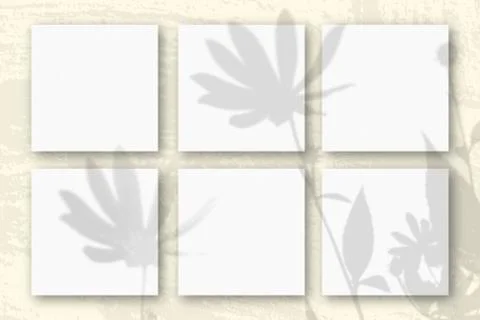 Natural light casts shadows from a Jerusalem artichoke flowers on 6 square sh Stock Photos