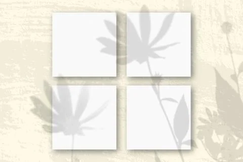 Natural light casts shadows from a Jerusalem artichoke flowers on 4 square sh Stock Photos