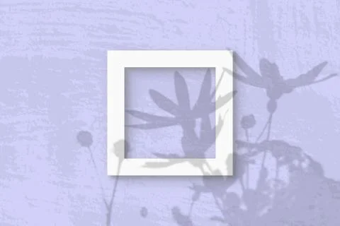 Natural light casts shadows from a Jerusalem artichoke flowers on square fram Stock Photos