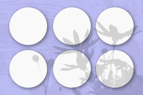 Natural light casts shadows from a Jerusalem artichoke flowers on 6 round she Stock Photos