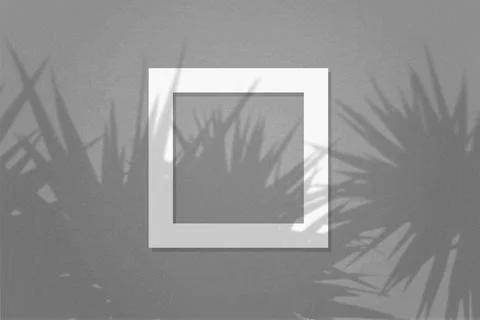 Natural light casts shadows from the leaves of a palm tree on square frame of Stock Illustration