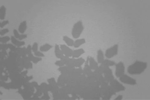 Natural light casts shadows from a leaves branches of tropical plants. Top view Stock Illustration