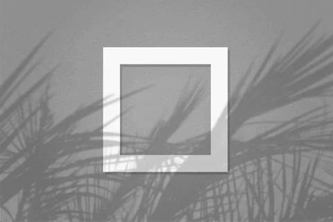 Natural light casts shadows from the leaves of a tree branch on square frame of Stock Illustration