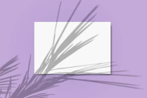 Natural light casts shadows from the palm branch on a rectangular sheet of white Stock Illustration