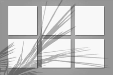 Natural light casts shadows from the palm branch on 6 square sheets of white Stock Illustration