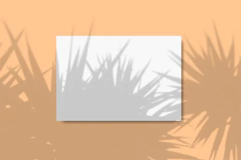 Natural light casts shadows from a palm tree on a rectangular sheet of white Stock Illustration