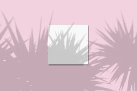 Natural light casts shadows from the palm tree one square sheets of white Illustrazione stock
