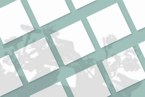 Natural light casts shadows from the plant on several square sheets of white Stock Illustration