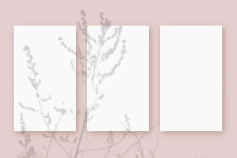 Natural light casts shadows from the plant on 3 vertical sheets of white text Stock Illustration