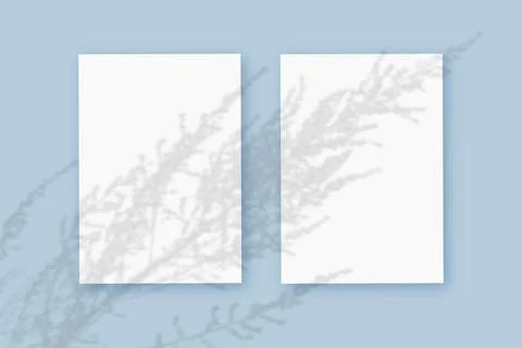 Natural light casts shadows from the plant on 2 vertical sheets of white text Stock Illustration