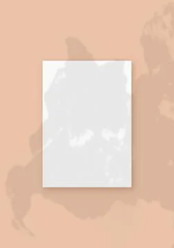Natural light casts shadows from the plant on vertical sheet of white textured Stock Illustration