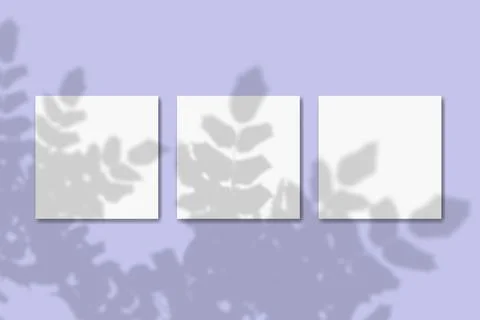 Natural light casts shadows from the plant on 3 square sheets of white textured Stock Illustration