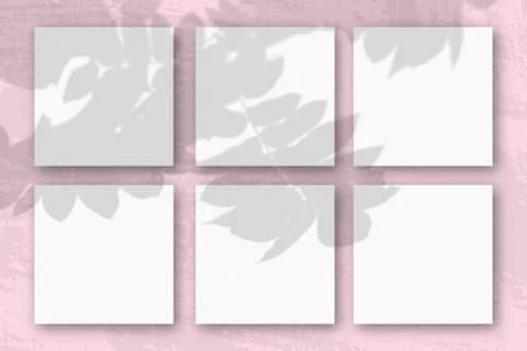 Natural light casts shadows from a Rowan branch on 3 square sheets of white t Stock Illustration