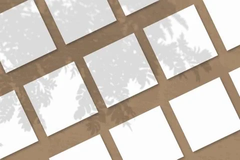 Natural light casts shadows from a Rowan branch on several square sheets of w Illustrazione stock