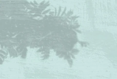 Natural light casts shadows from a Rowan branch against a blue wall. The effe Stock Illustration