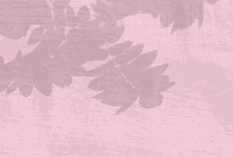 Natural light casts shadows from a Rowan branch against a pink wall. The effe Stock Illustration