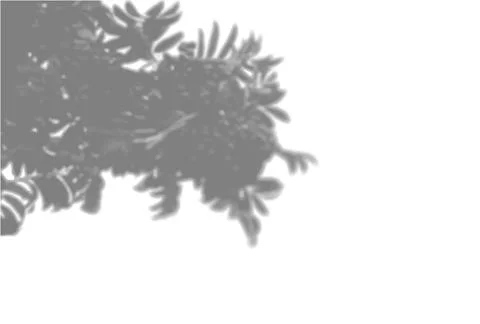 Natural light casts shadows from a Rowan branch against a white isolated Stock Illustration