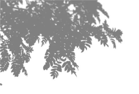 Natural light casts shadows from a Rowan branch against a white isolated Stock Illustration