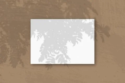 Natural light casts shadows from Rowan branch on A horizontal A4 sheet of whi Stock Photos