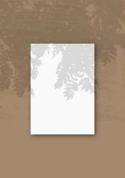 Natural light casts shadows from Rowan branch on A vertical A4 sheet of white Stock Photos