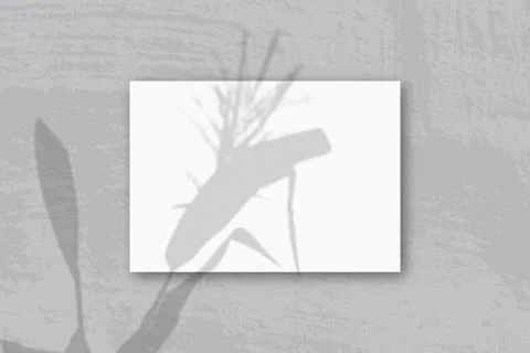 Natural light casts shadows from Spikelets and leaves of the plant on A horiz Stock Illustration