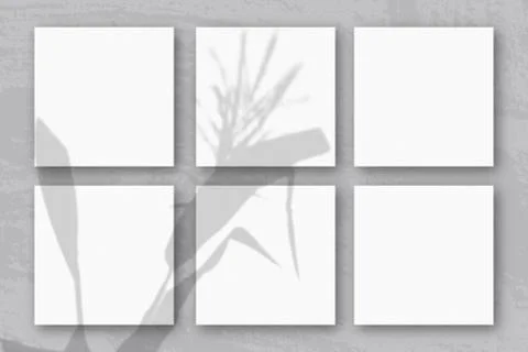 Natural light casts shadows from a Spikelets and leaves of the planton 3 squa Stock Illustration