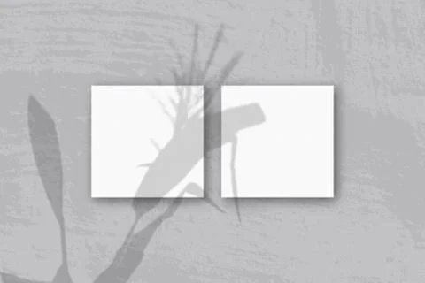 Natural light casts shadows from a Spikelets and leaves of the planton 3 squa Stock Photos