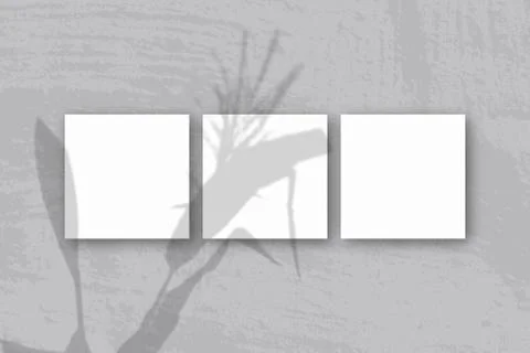 Natural light casts shadows from a Spikelets and leaves of the planton 3 squa Stock Photos