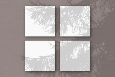 Natural light casts shadows from a Spruce branch on 3 square sheets of white  Stock Illustration