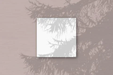Natural light casts shadows from a Spruce branch on square sheet of white tex Stock Illustration