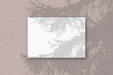 Natural light casts shadows from Spruce branch on A horizontal A4 sheet of wh Stock Illustration