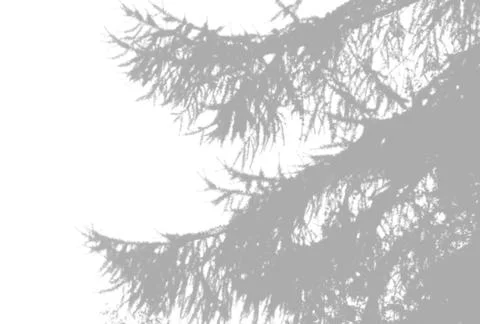 Natural light casts shadows from a spruce paw against on a white isolated Stock Illustration