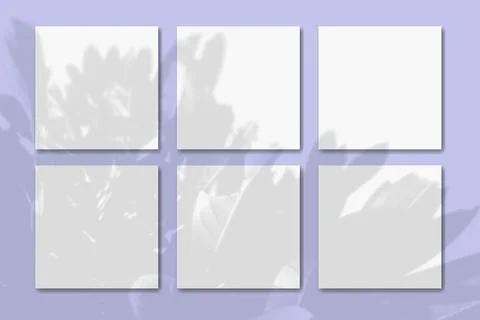 Natural light casts shadows from the tropic plant on 6 square sheets of white Stock Illustration