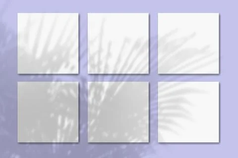 Natural light casts shadows from the tropic plant on 6 square sheets of white Stock Illustration