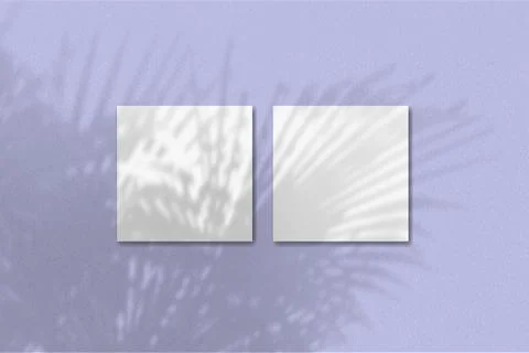Natural light casts shadows from the tropic plant on 2 square sheets of white Stock Illustration